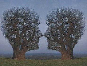 bomen.jpg